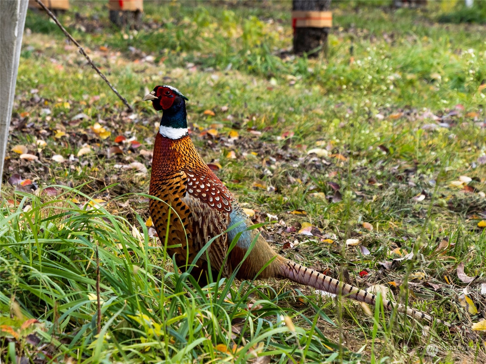 3710 Stayman Flats Road , Chelan, WA 98816 - Photo 12