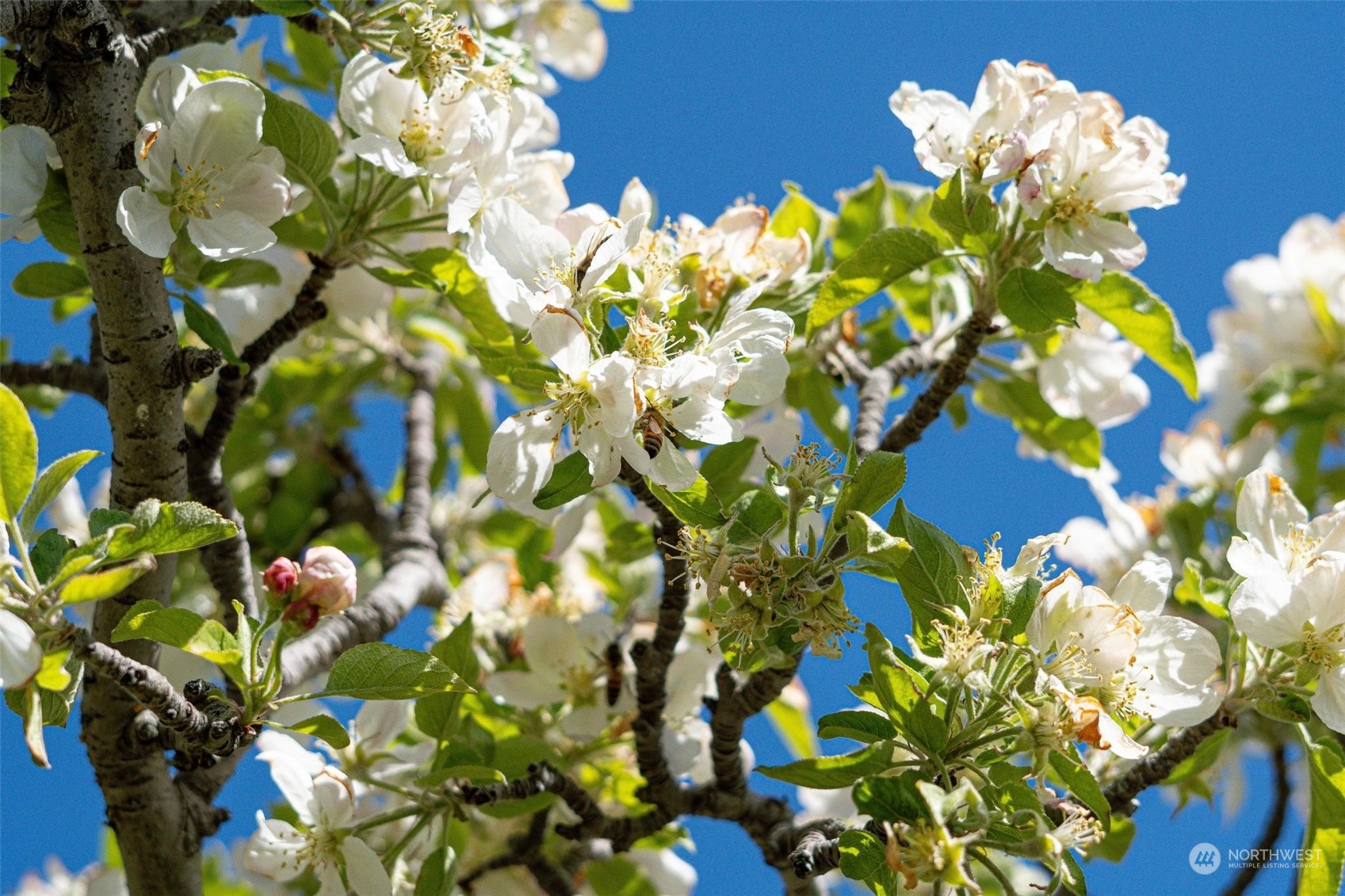 3710 Stayman Flats Road , Chelan, WA 98816 - Photo 35