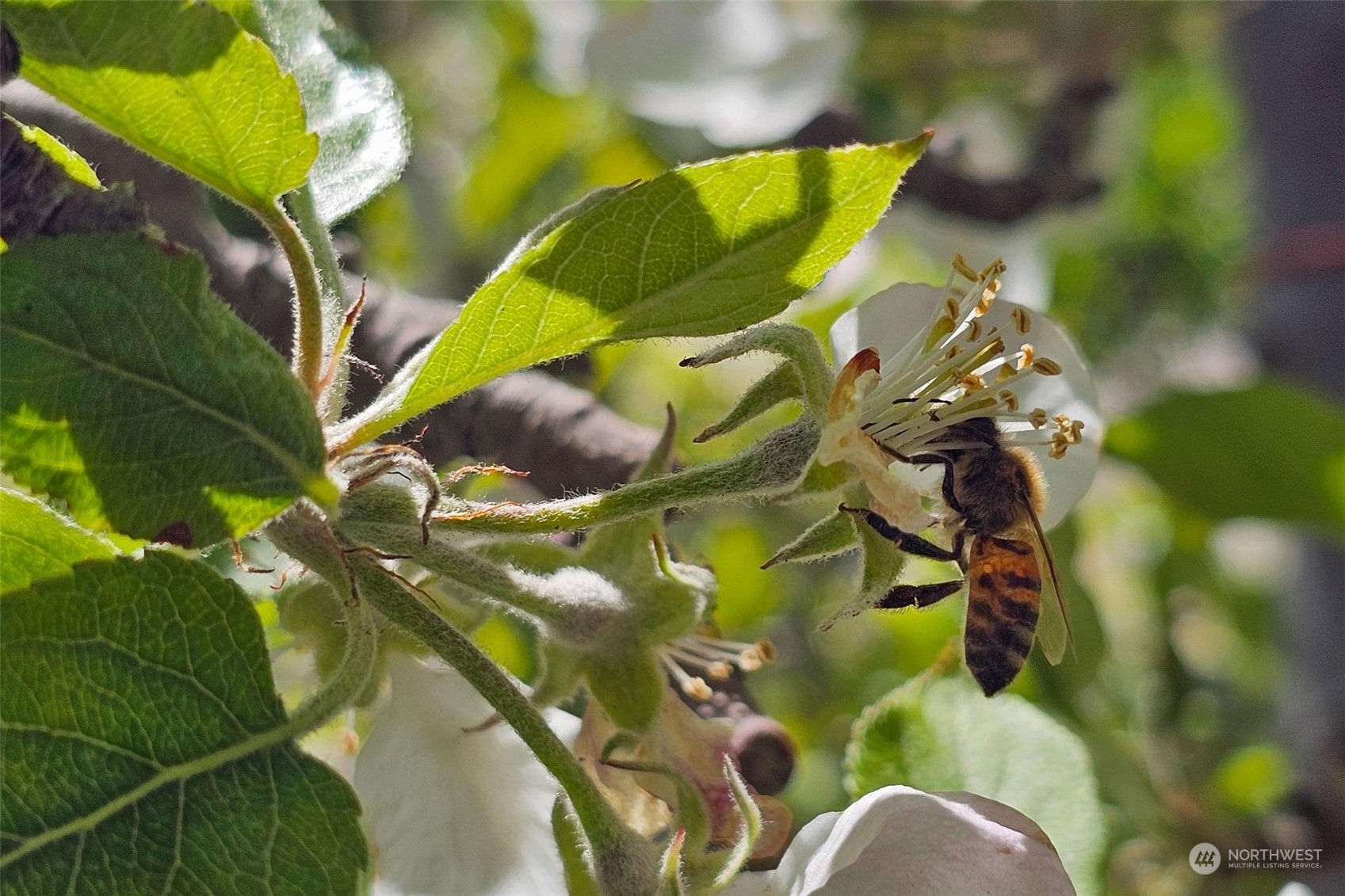 3710 Stayman Flats Road , Chelan, WA 98816 - Photo 25