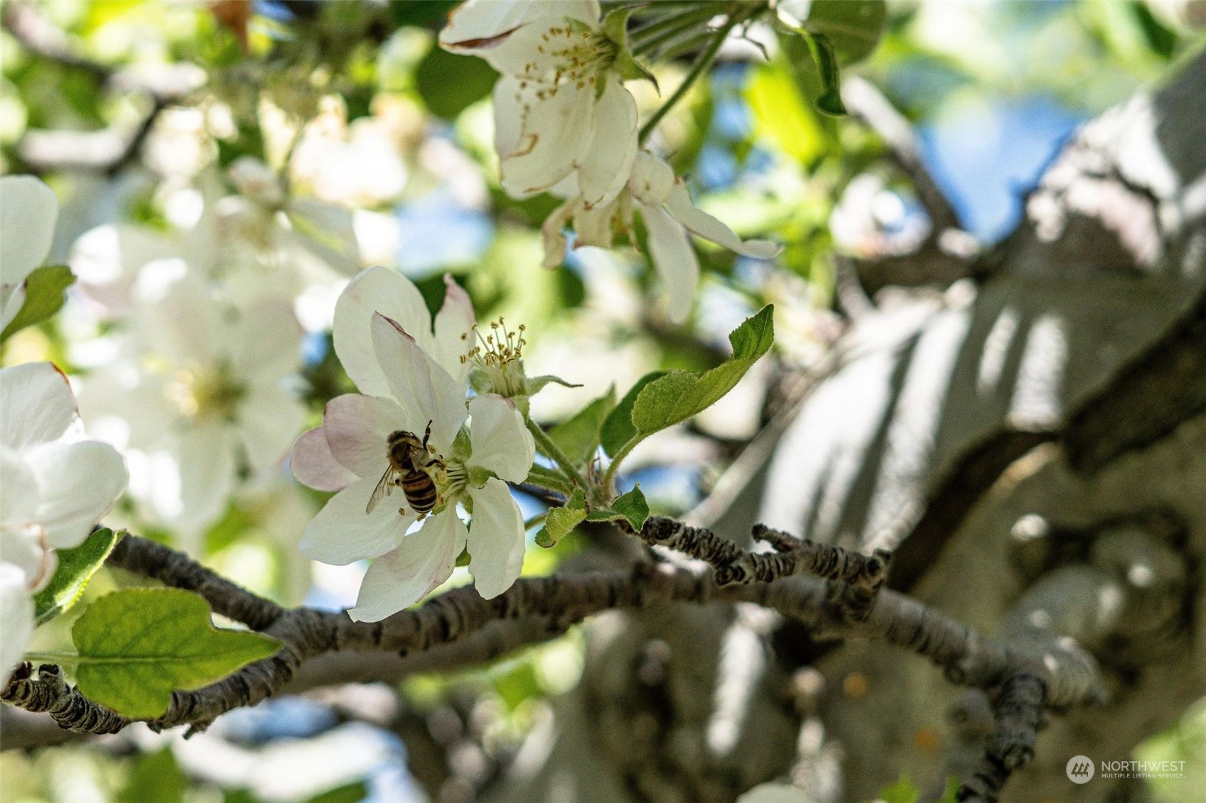 3710 Stayman Flats Road , Chelan, WA 98816 - Photo 34