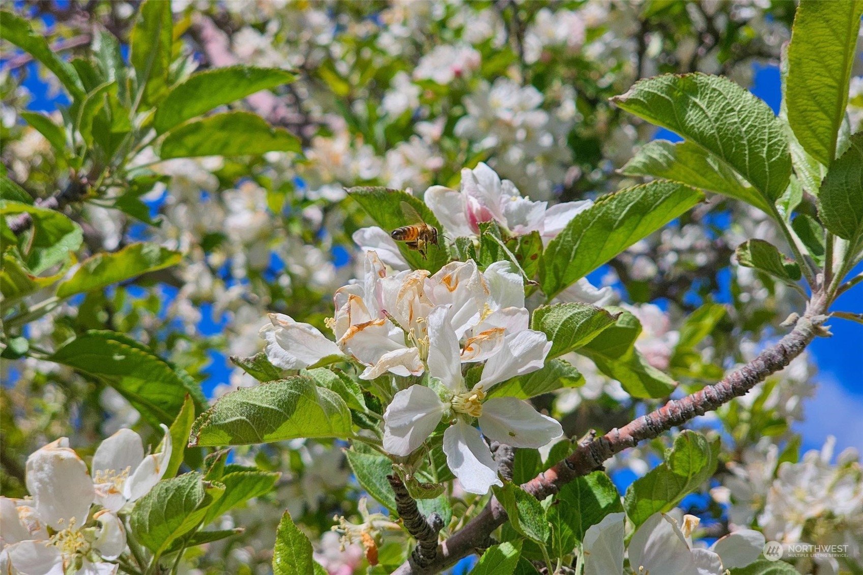 3710 Stayman Flats Road , Chelan, WA 98816 - Photo 23