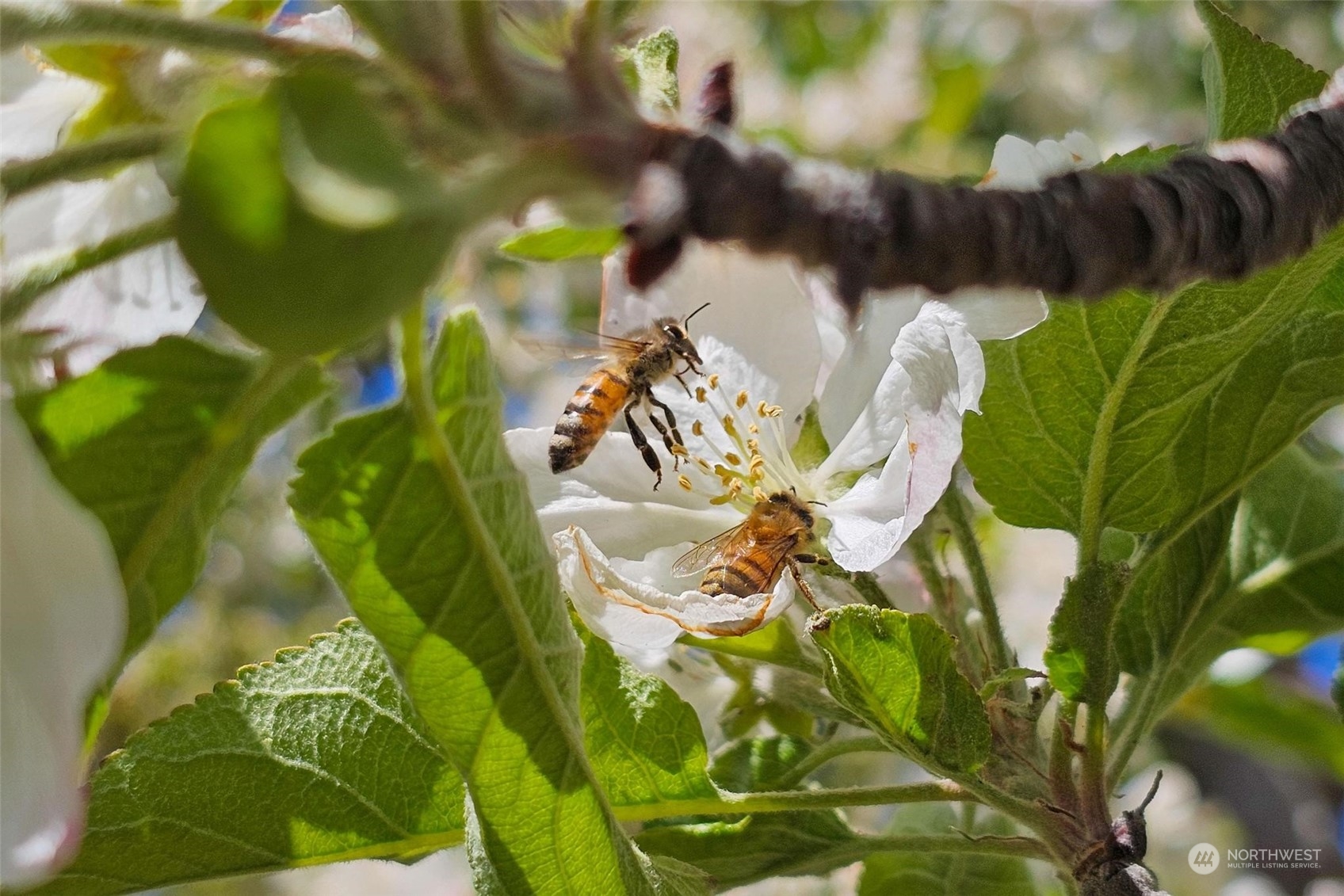 3710 Stayman Flats Road , Chelan, WA 98816 - Photo 24