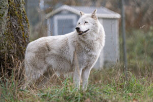 New Residents Settle in Wolf Haven in Tenino